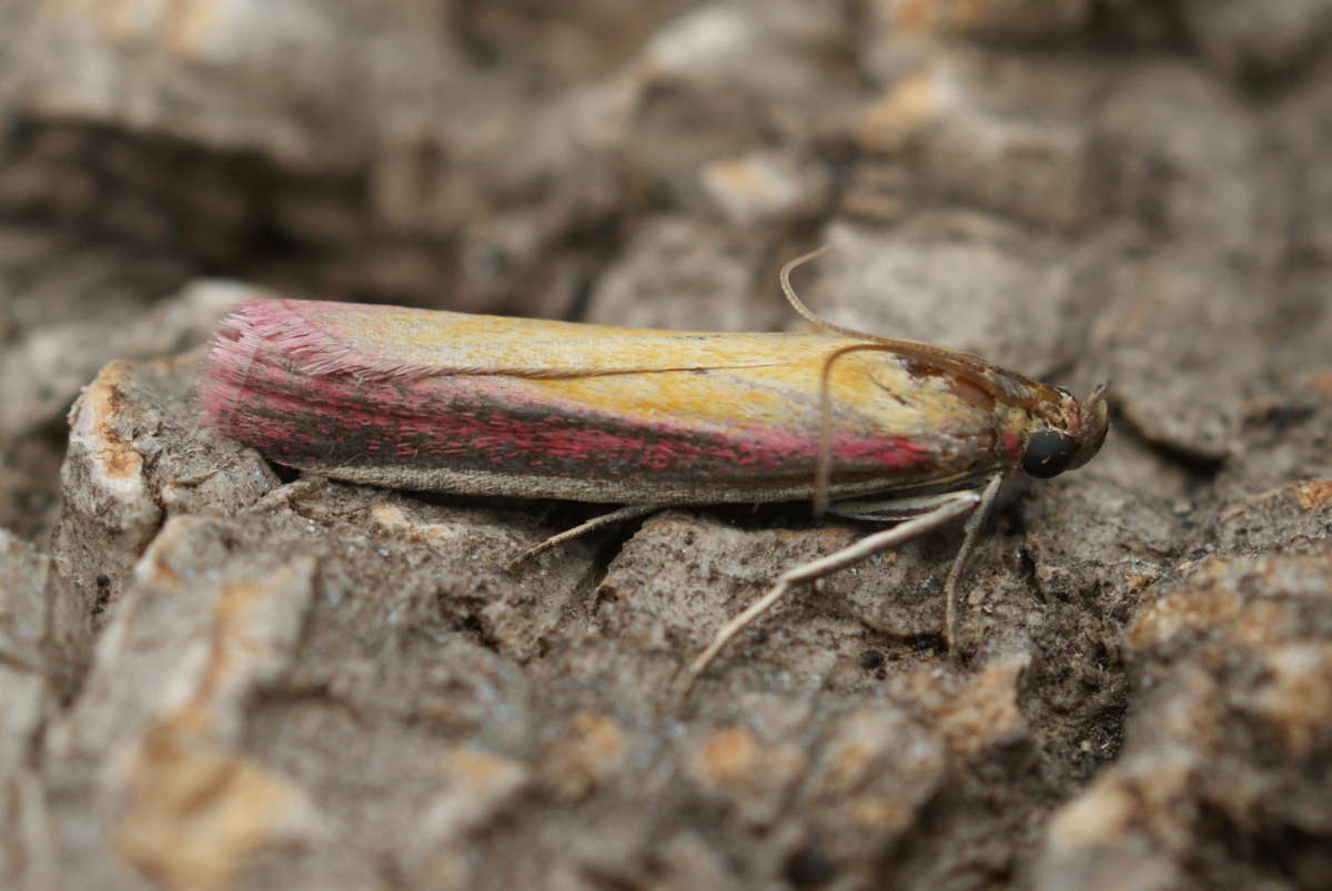 Rosy-striped Knot-horn (Oncocera semirubella) photographed at Aylesham  by Dave Shenton 