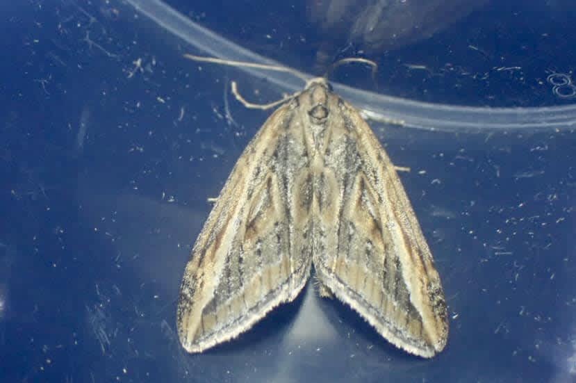 The Streak (Chesias legatella) photographed at Tudeley Woods by Oliver Bournat 