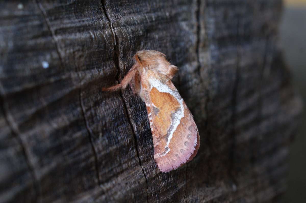 Orange Swift (Triodia sylvina) photographed at Aylesham  by Dave Shenton 