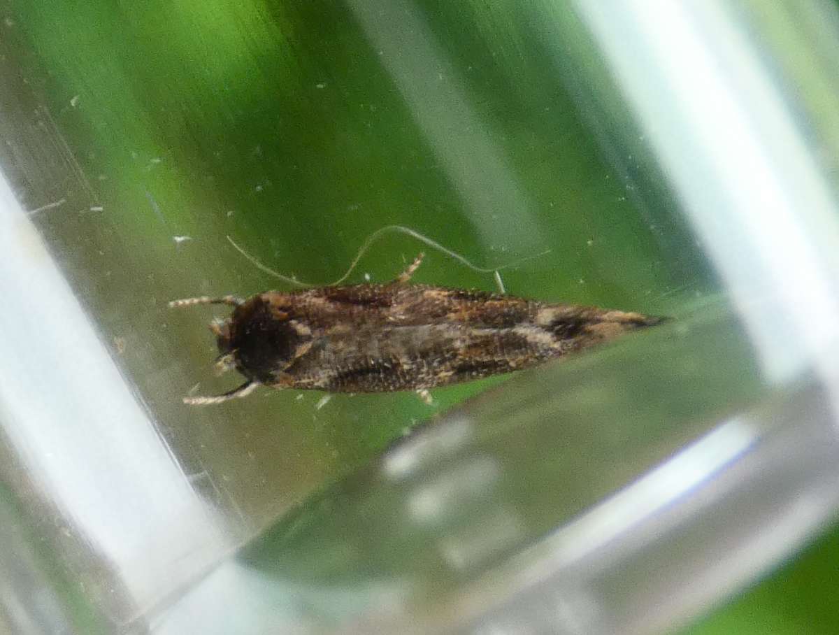 Scarce Mompha (Mompha jurassicella) photographed in Kent by Tony King 