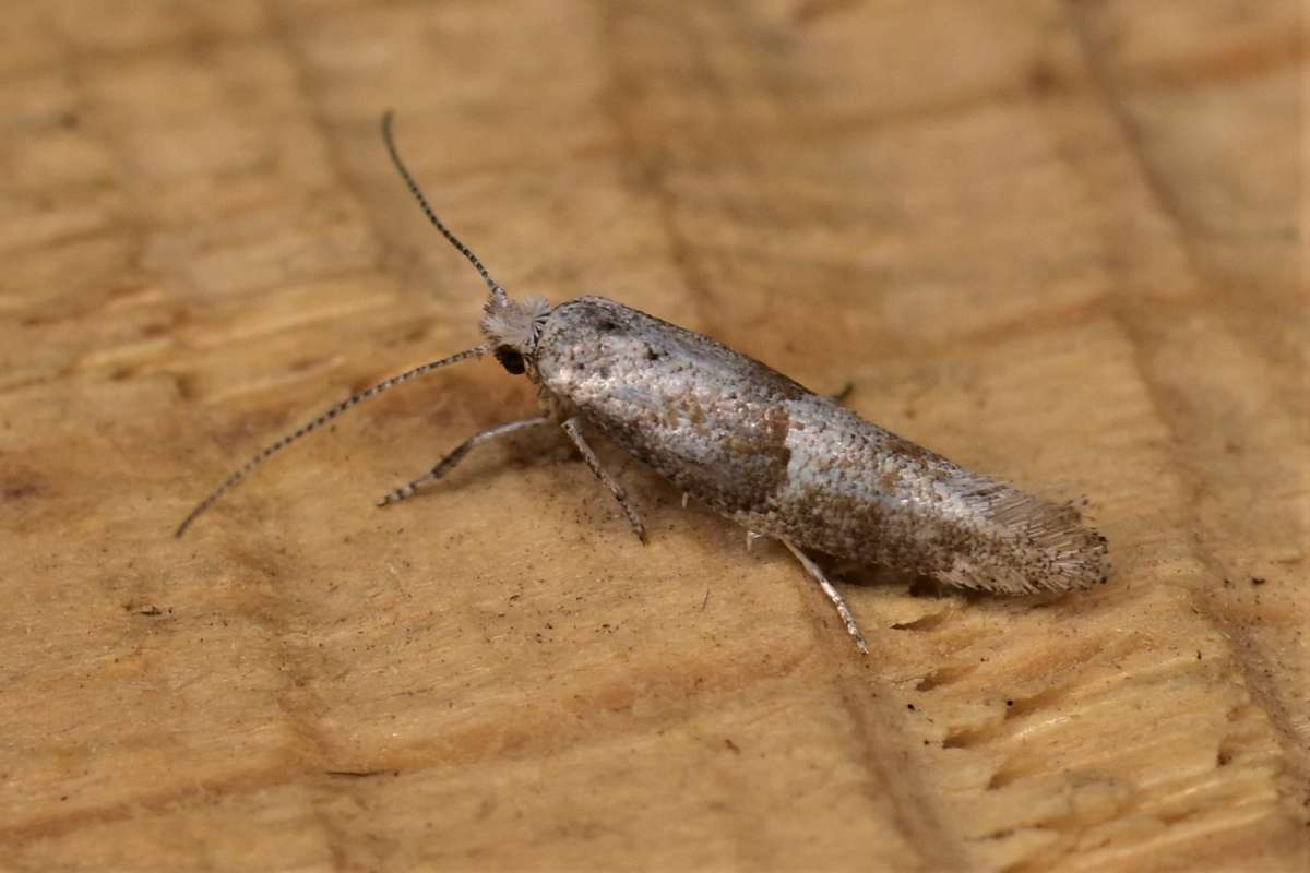 Brown Pine Ermine (Cedestis subfasciella) photographed in Kent by Antony Wren