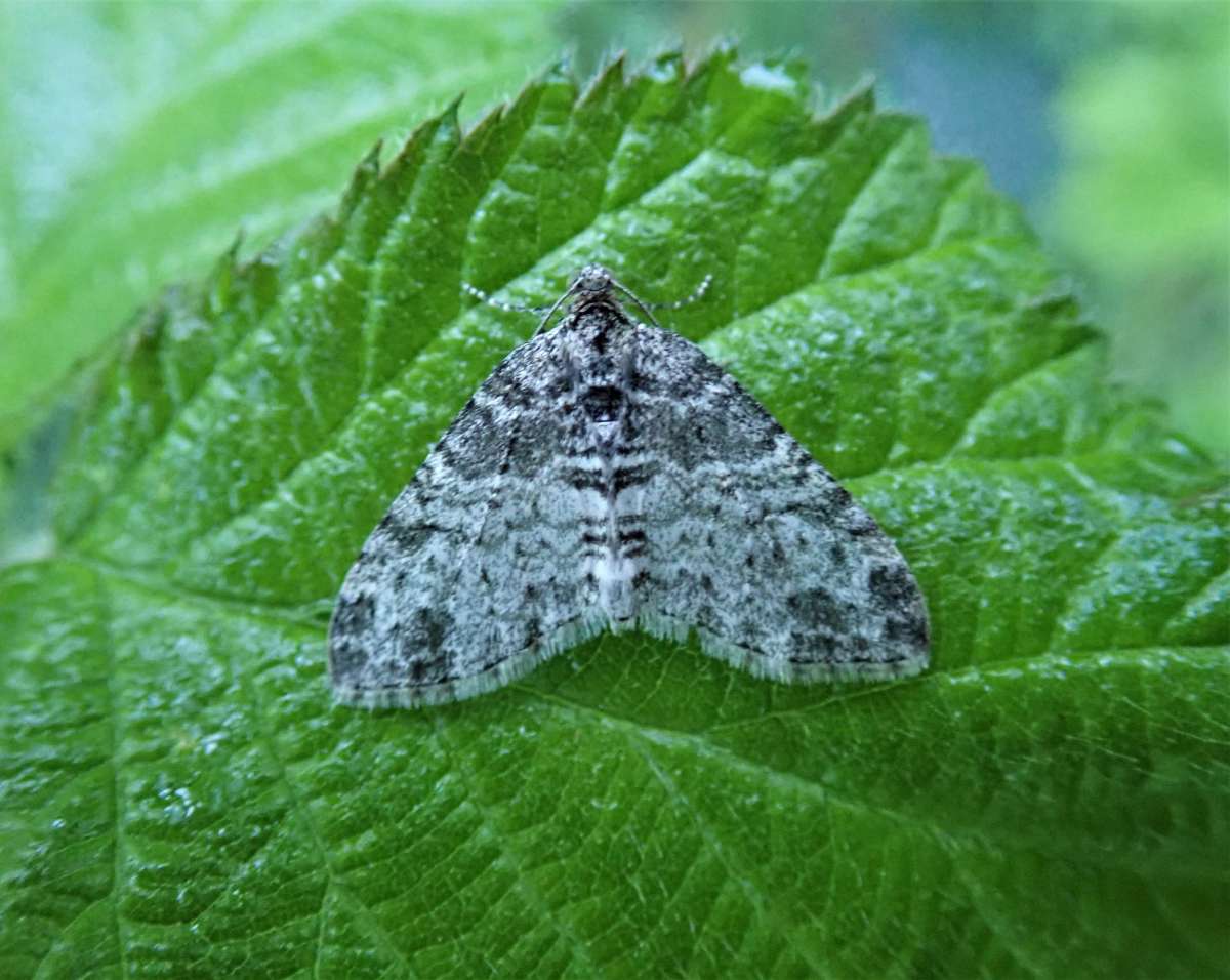 The Seraphim (Lobophora halterata) photographed in Kent by John Dale