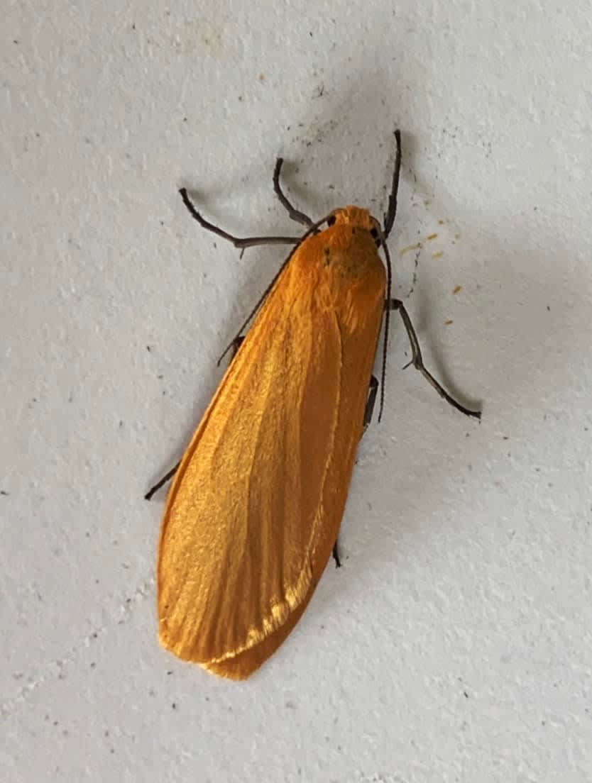 Orange Footman (Eilema sororcula) photographed in Kent by Alan Roman