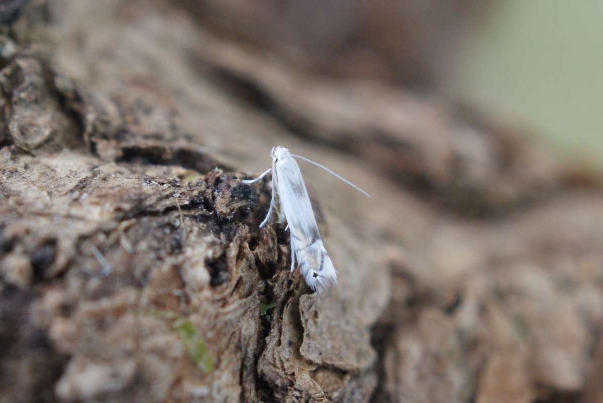 Poplar Bent-wing (Phyllocnistis unipunctella) photographed at Aylesham  by Dave Shenton 