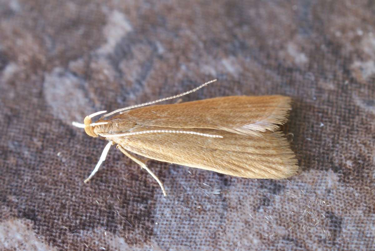 Orange Crest (Helcystogramma rufescens) photographed at Aylesham  by Dave Shenton 