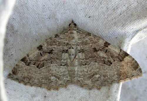 Scarce Tissue (Rheumaptera cervinalis) photographed at Riverhead, Sevenoaks  by Andrew Stanger