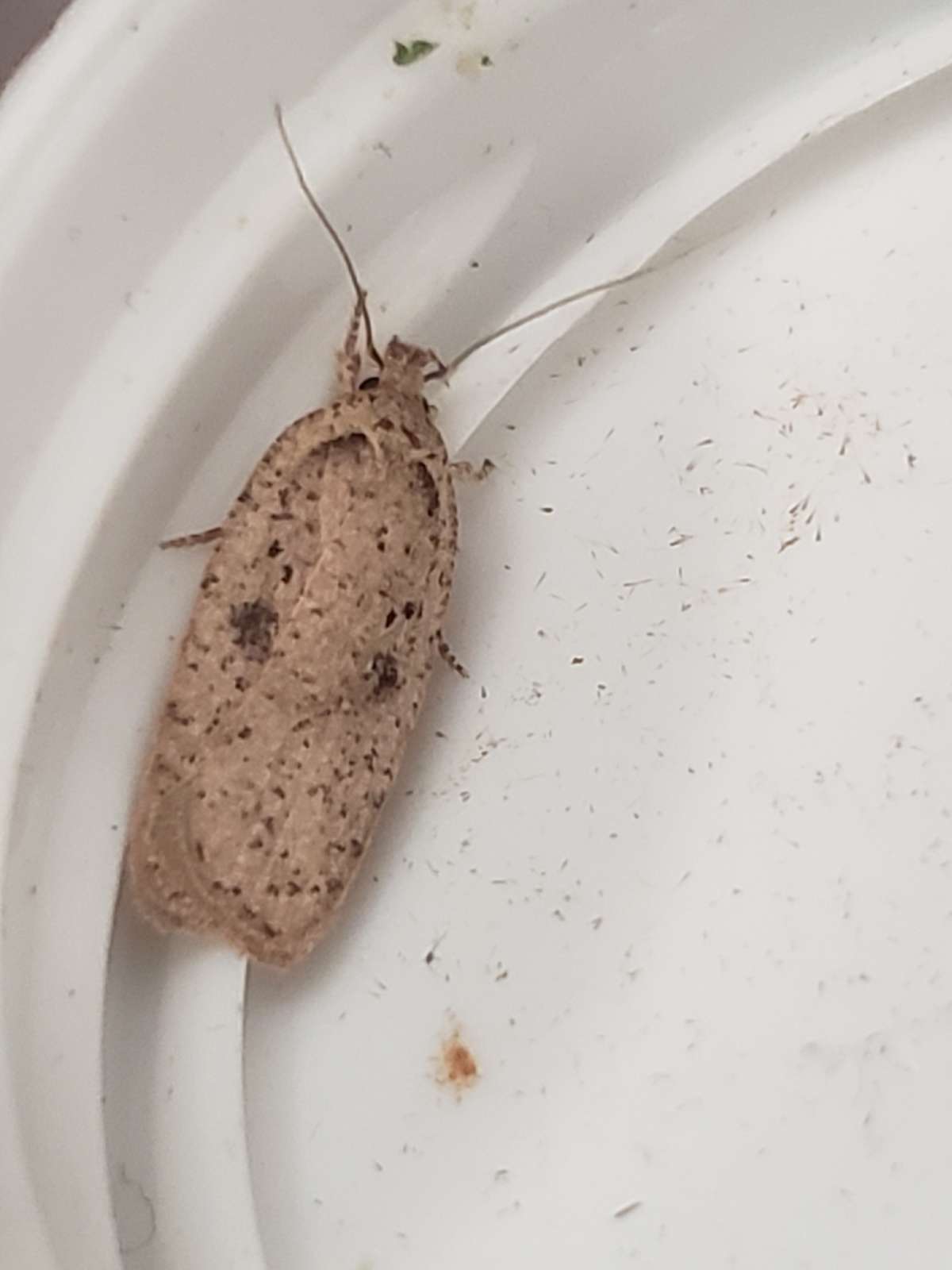 Broom Flat-body (Agonopterix scopariella) photographed at Tudeley Woods by Phil Ambler