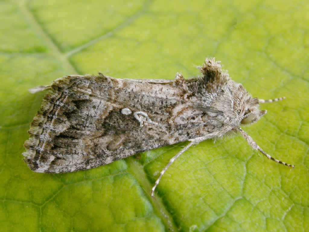 The Ni Moth (Trichoplusia ni) photographed in Kent by David Beadle 