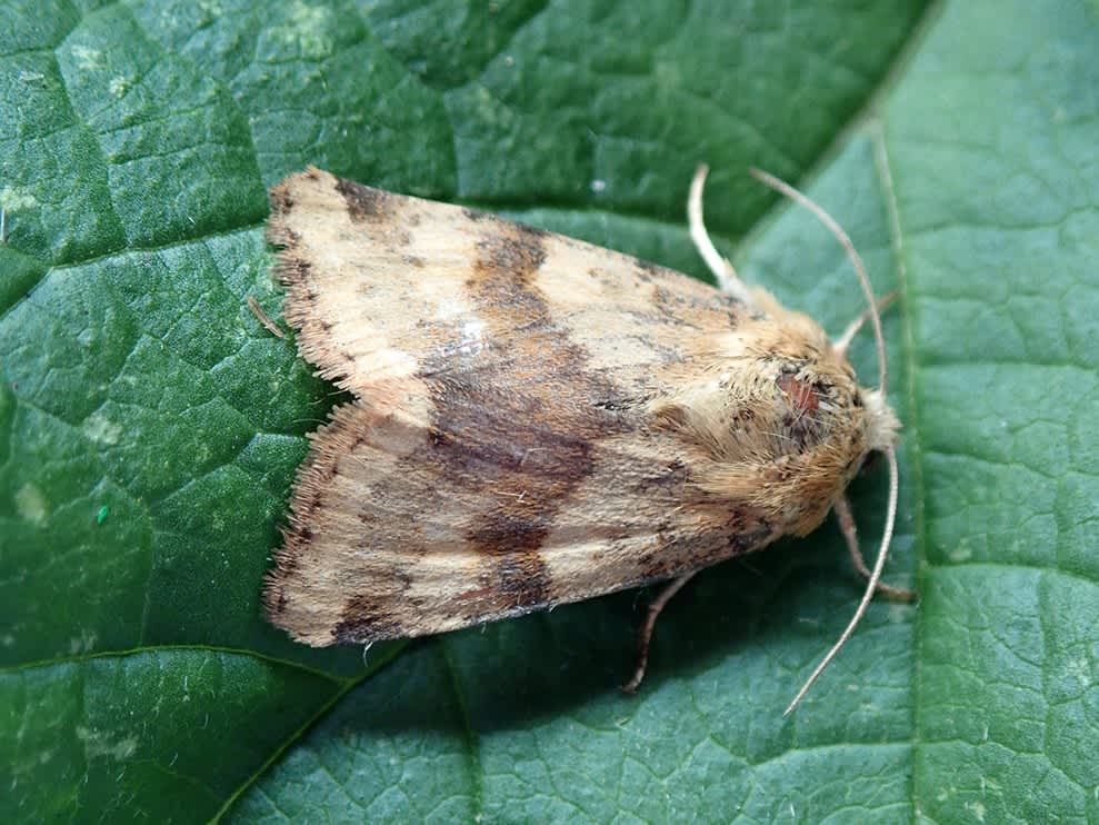 Marbled Clover (Heliothis viriplaca) photographed at Sandwich Bay by Darren Taylor 