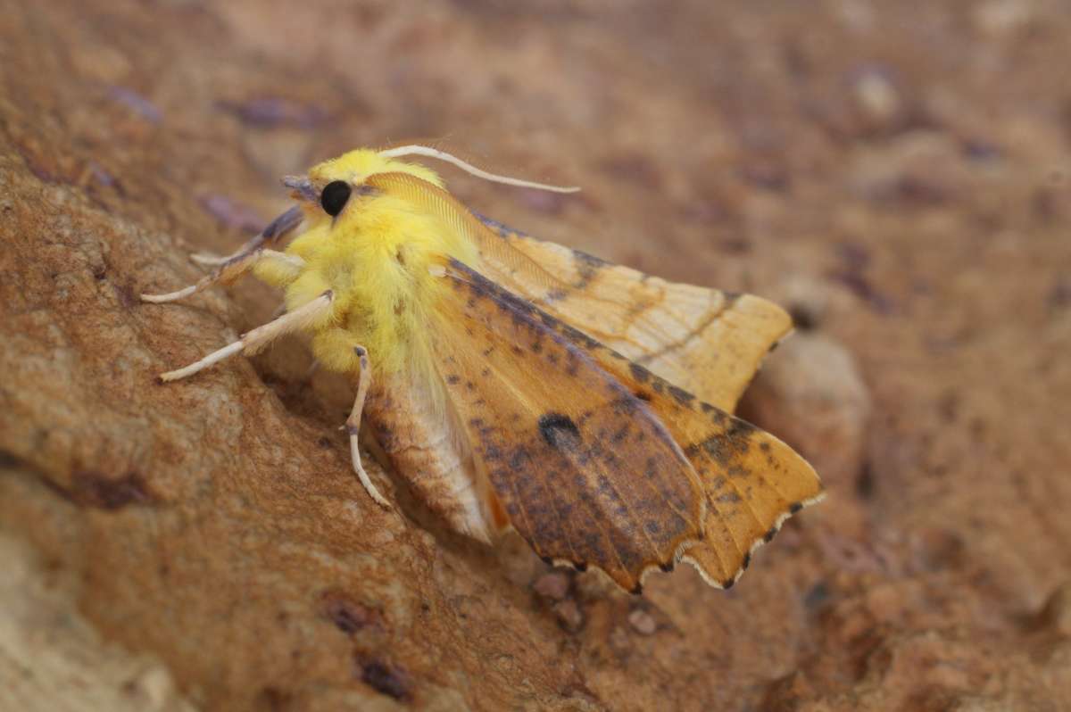 Canary-shouldered Thorn (Ennomos alniaria) photographed at Aylesham  by Dave Shenton 