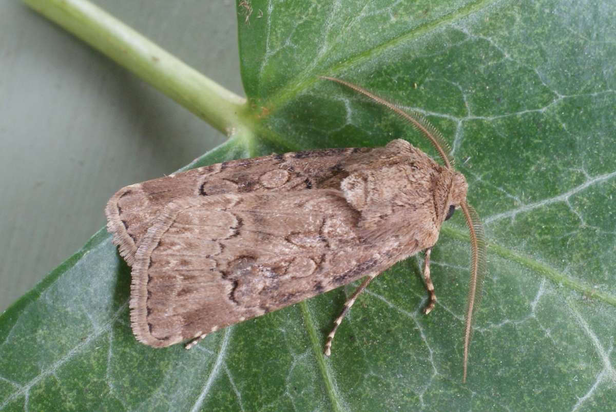 Great Dart (Agrotis bigramma) photographed in Kent by Dave Shenton 