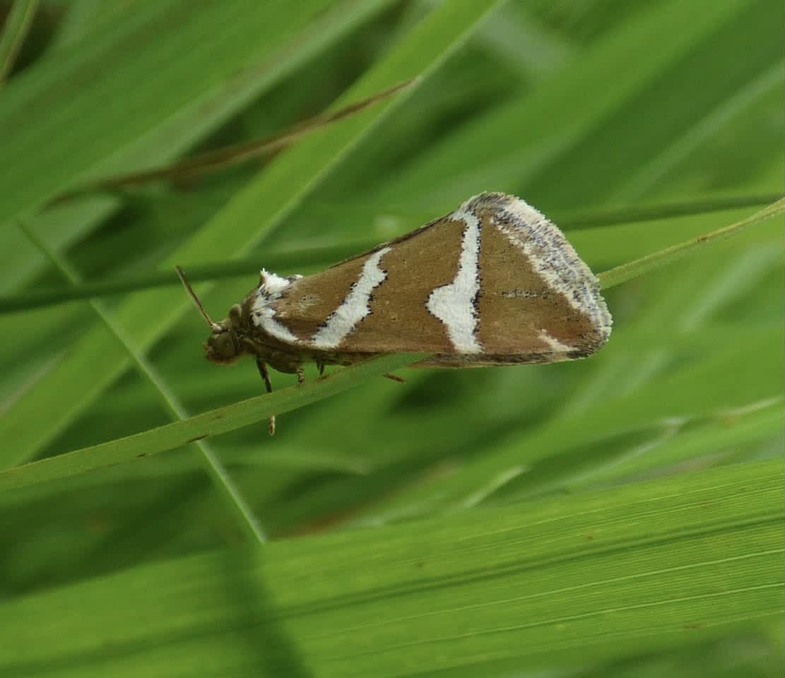 Silver Barred (Deltote bankiana) photographed in Kent by Rebecca Levey