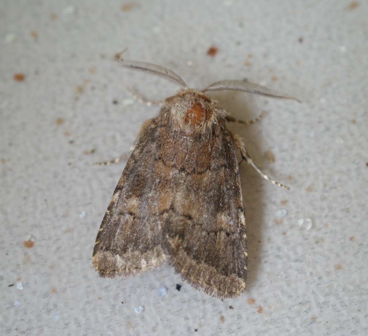 Brown Rustic (Rusina ferruginea) photographed at Aylesham by Dave Shenton 