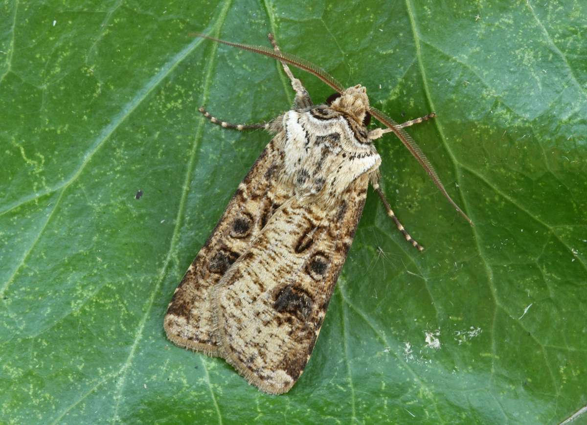 Heart & Club (Agrotis clavis) photographed in Kent by Peter Maton 