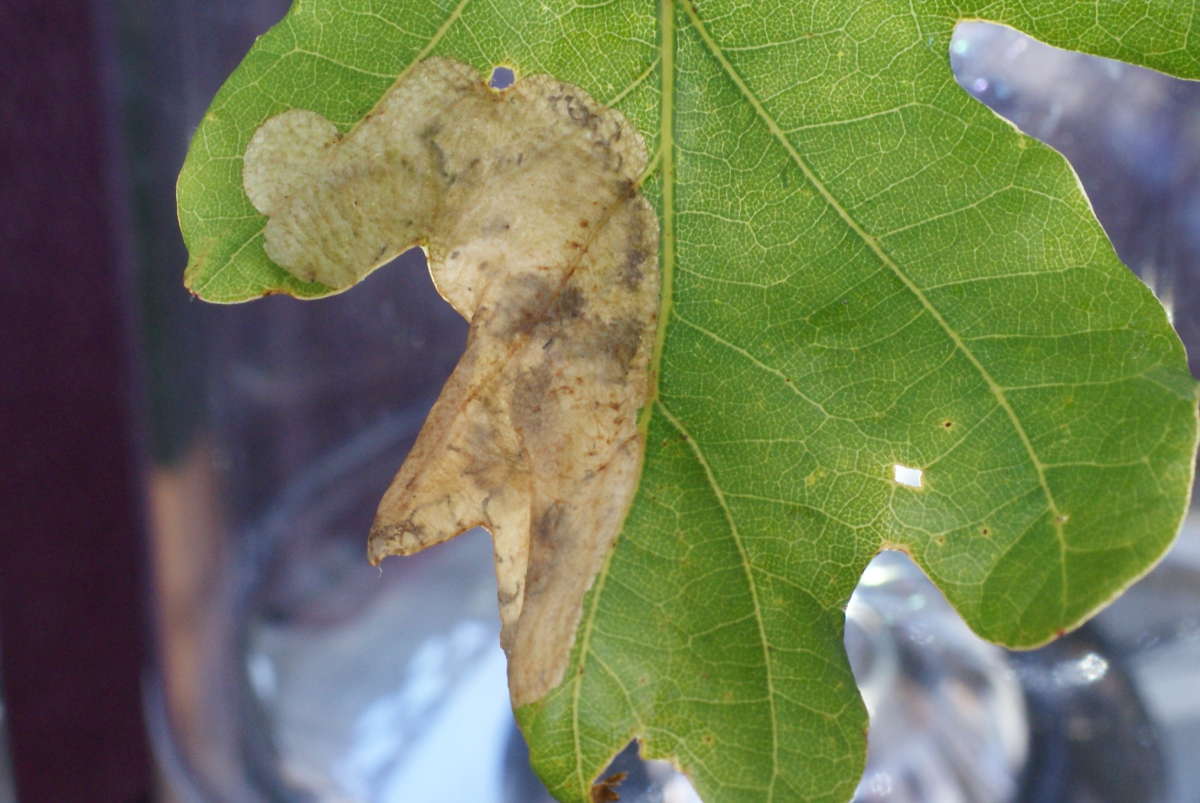 Common Oak Purple (Dyseriocrania subpurpurella) photographed at Aylesham  by Dave Shenton 