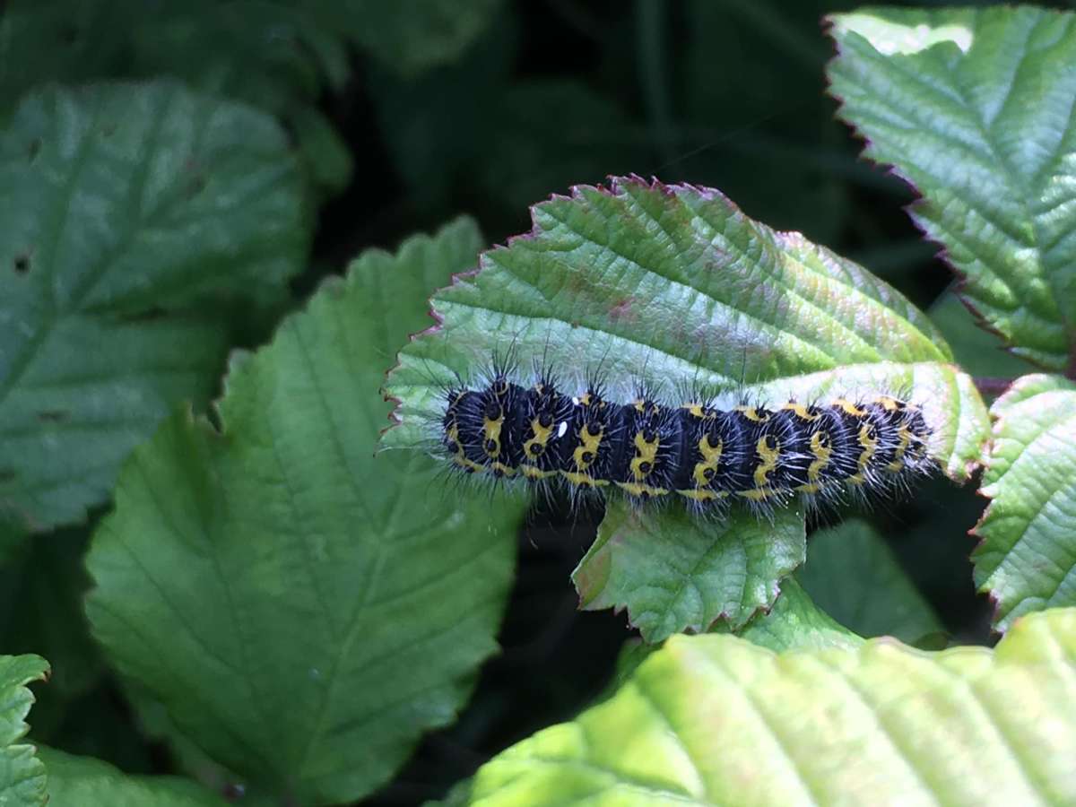 Emperor Moth (Saturnia pavonia) photographed at Sittingbourne  by Karen Rivers