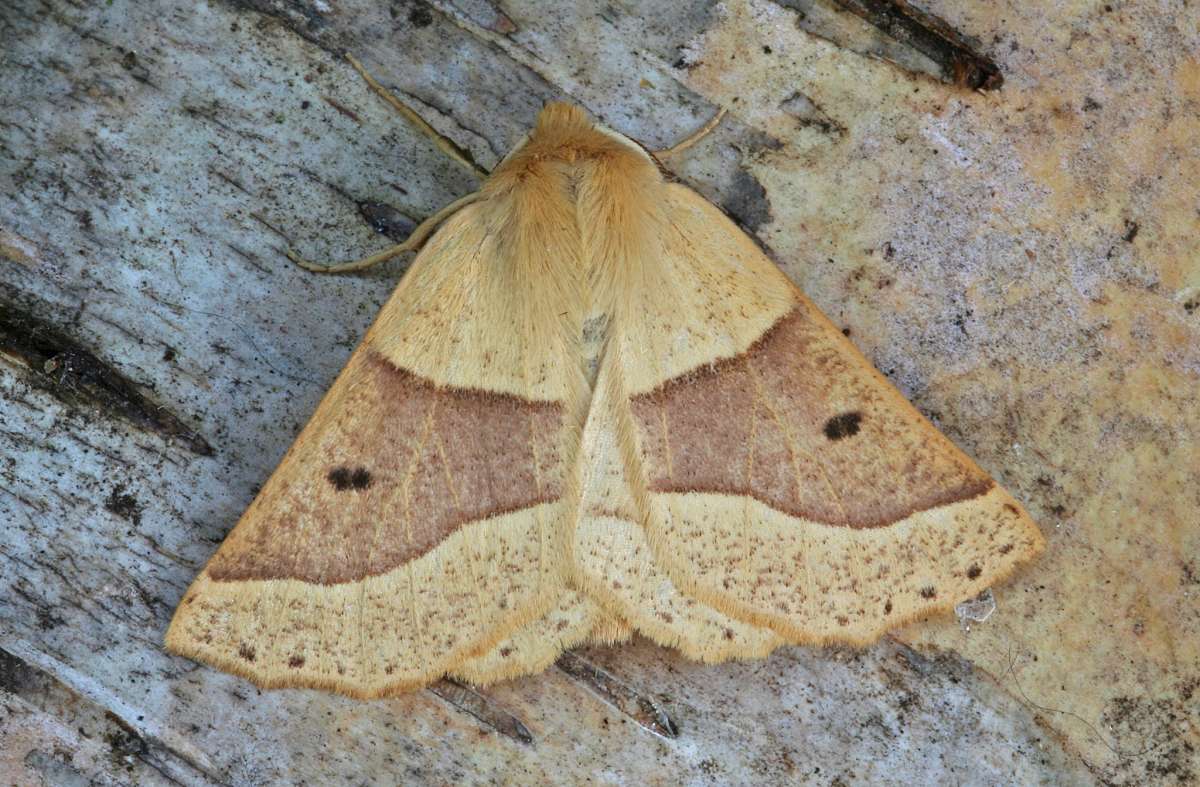 Scalloped Oak (Crocallis elinguaria) photographed at Boughton-under-Blean by Peter Maton 