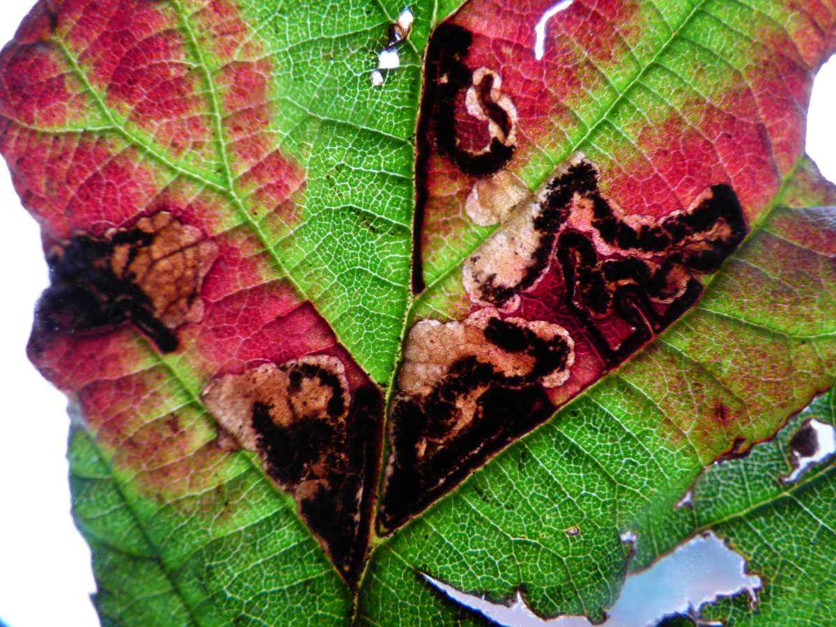 Coast Bramble Pigmy (Ectoedemia erythrogenella) photographed in Kent by Tony King