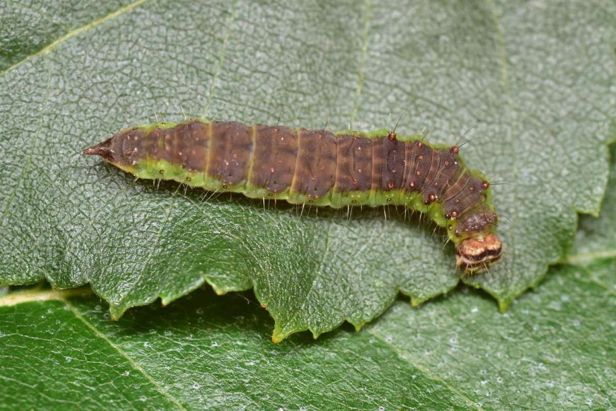 Dusky Hook-tip (Drepana curvatula) photographed in Kent by Antony Wren