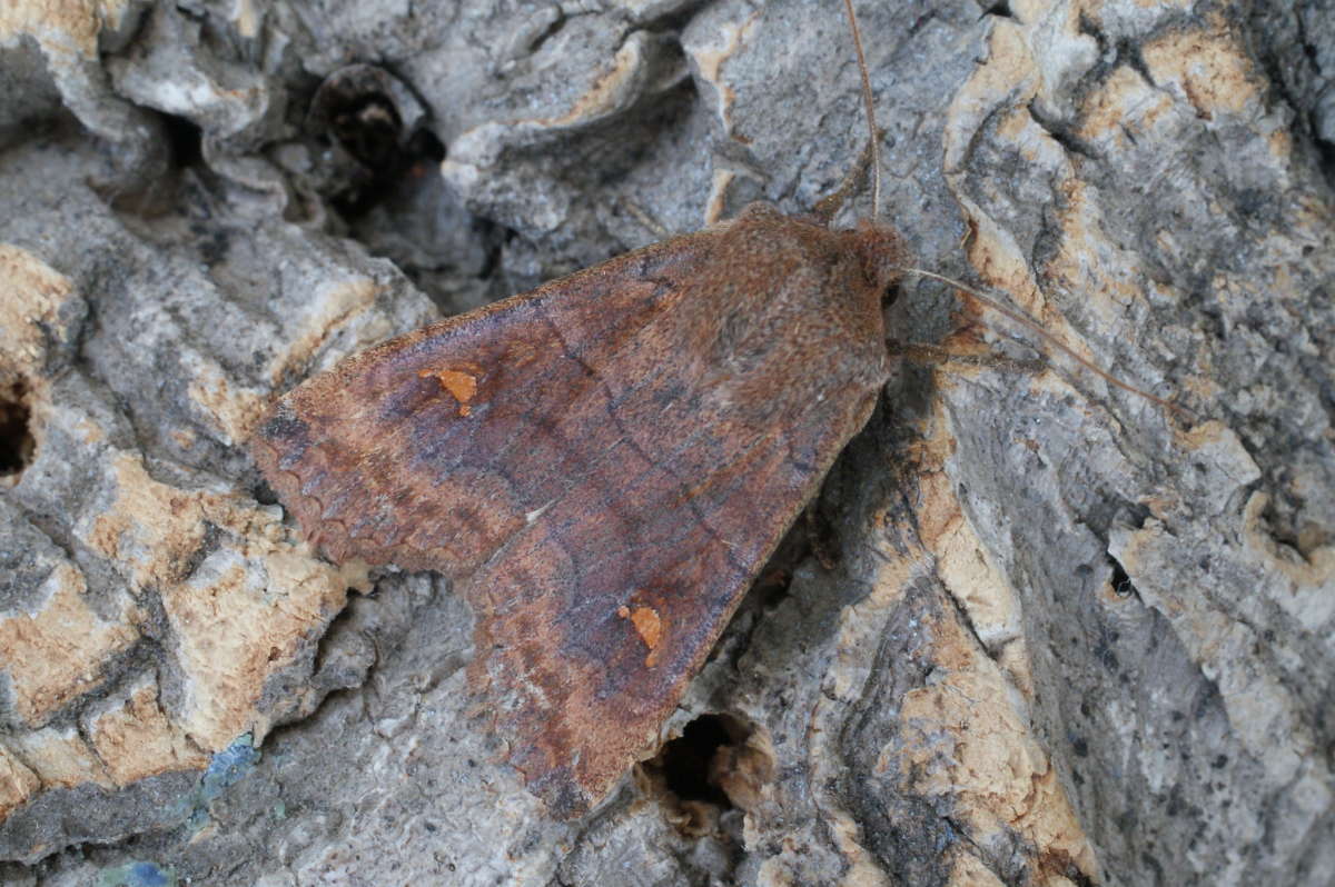 The Satellite (Eupsilia transversa) photographed at Aylesham  by Dave Shenton 