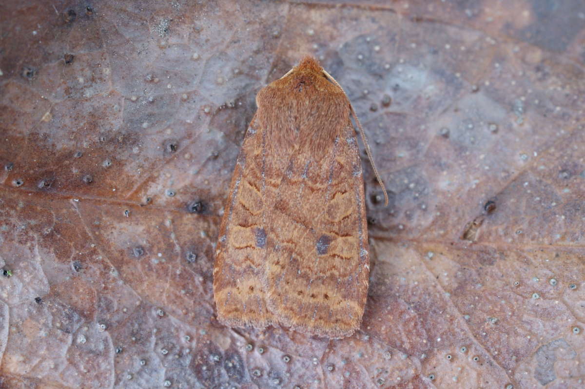 The Chestnut (Conistra vaccinii) photographed in Kent by Dave Shenton 