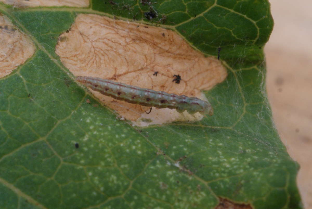 Bindweed Bent-wing (Bedellia somnulentella) photographed at Aylesham  by Dave Shenton 