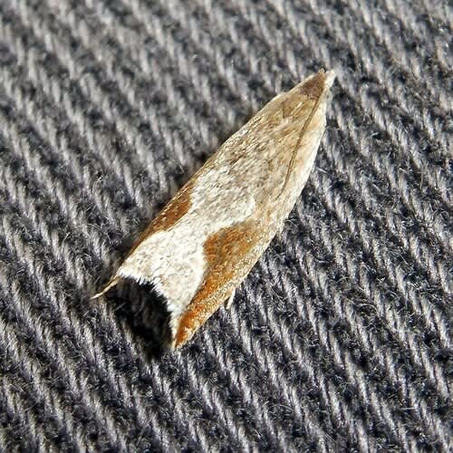 Small Festooned Roller (Ancylis diminutana) photographed in Kent by Barry Walter