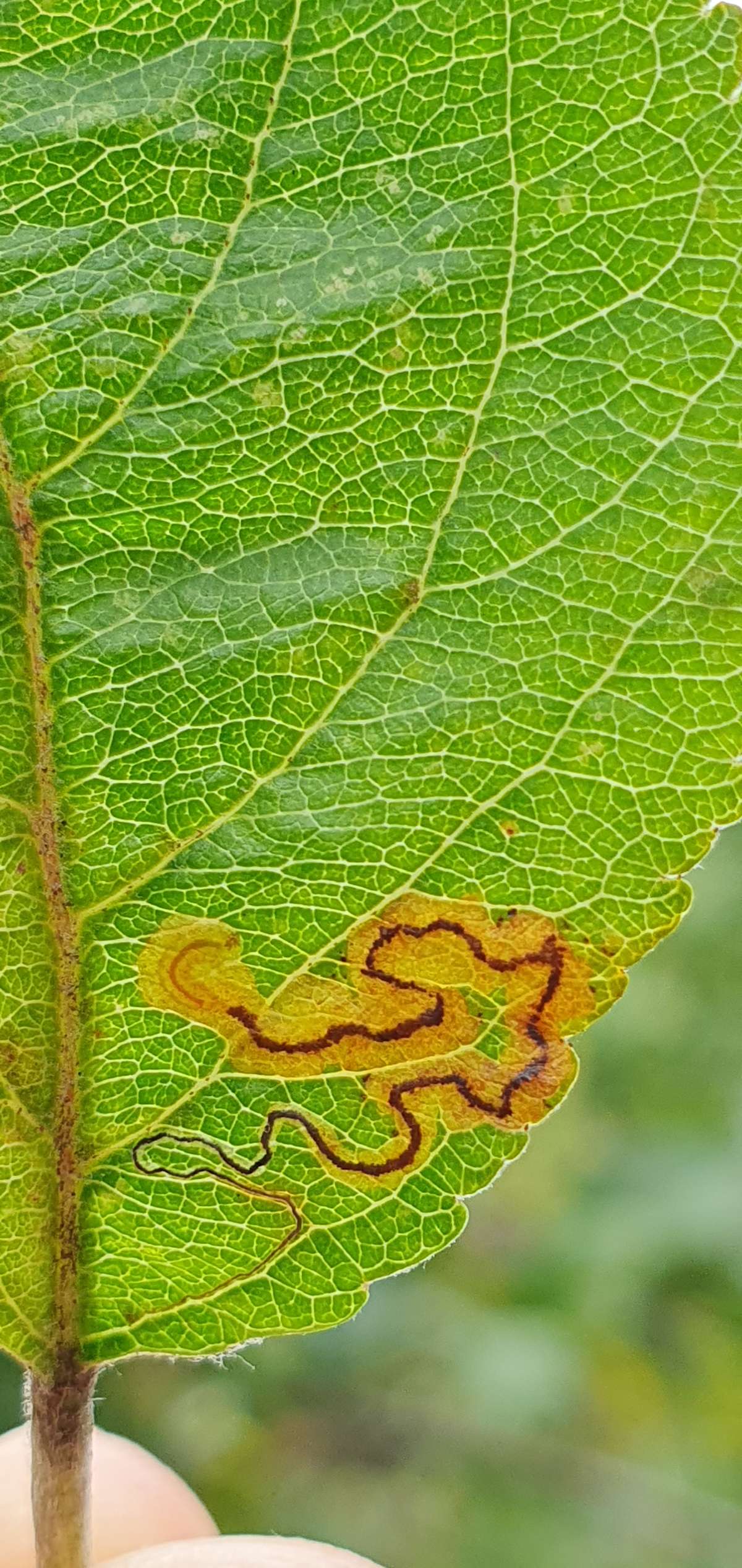 Apple Pigmy (Stigmella malella) photographed at Sandwich Bay  by Steffan Walton