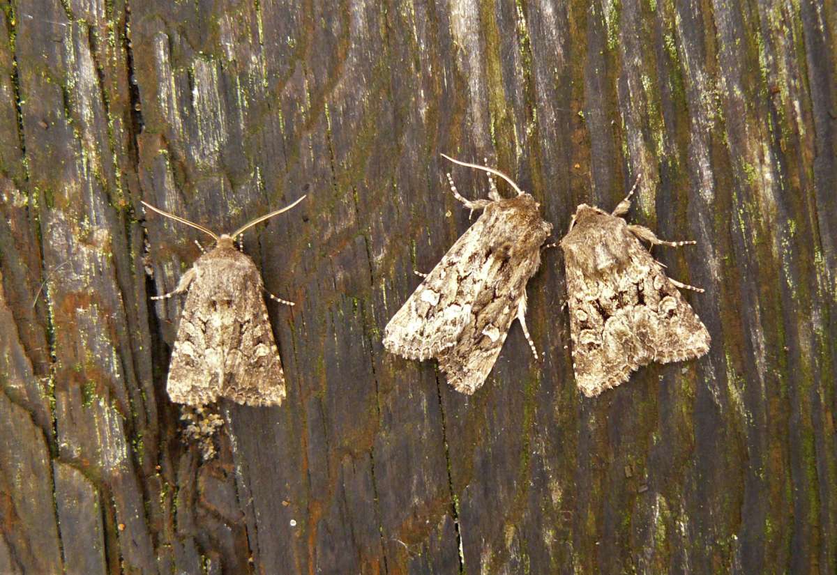 Sandhill Rustic (Luperina nickerlii) photographed in Kent by Fred Butcher 