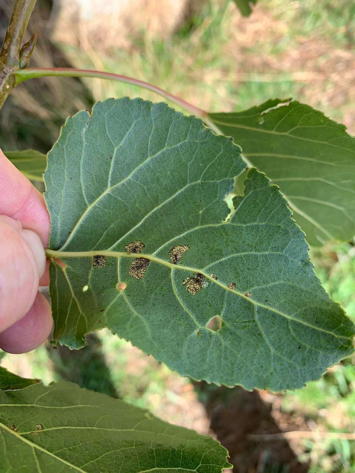 Poplar Shoot (Gypsonoma oppressana) photographed at Swingfield Minnis  by Dave Shenton 