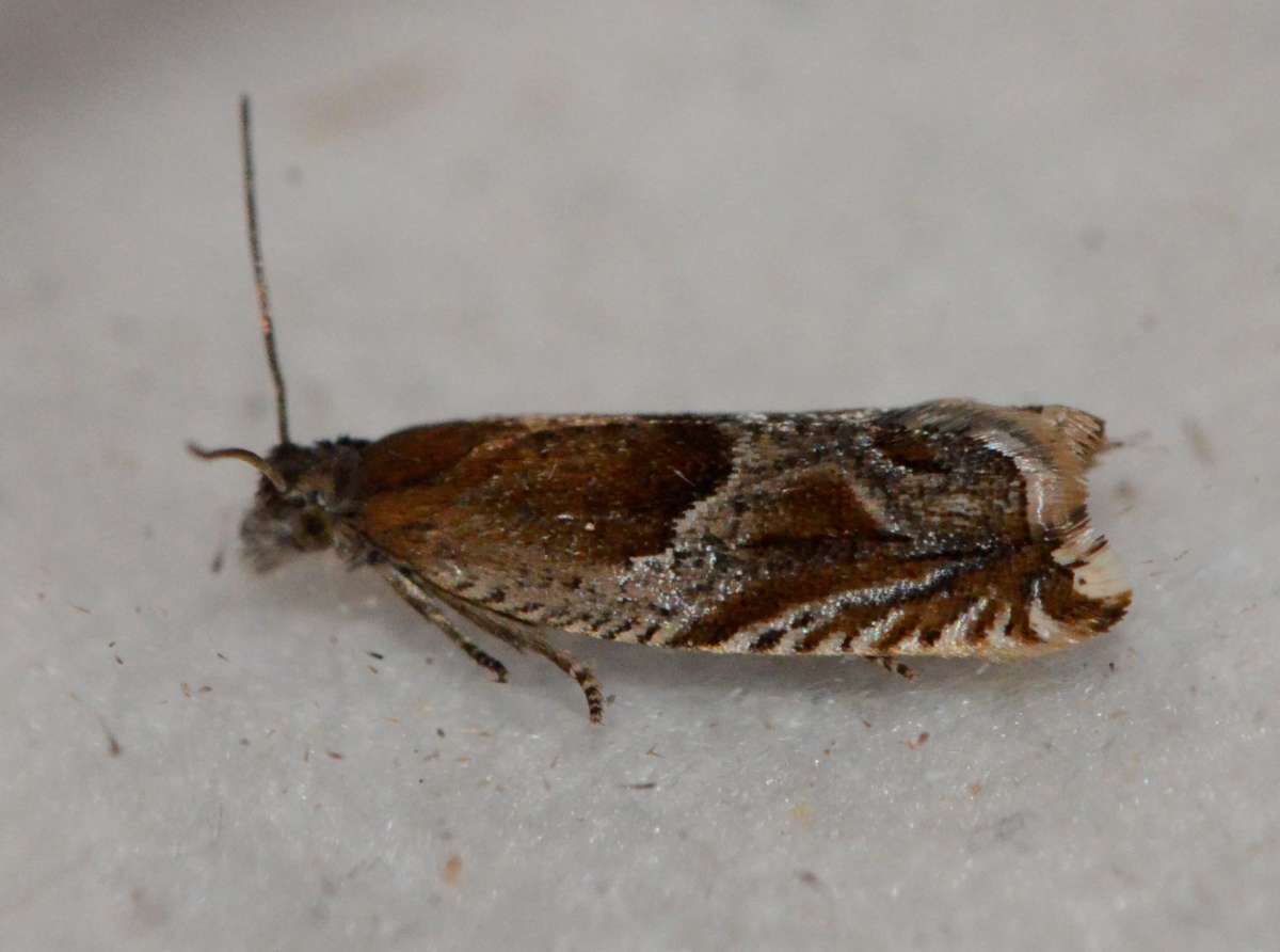 Little Roller (Ancylis comptana) photographed at Queendown Warren by Alan Stubbs