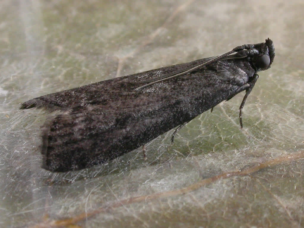 Brown Knot-horn (Matilella fusca) photographed in Kent by David Beadle 