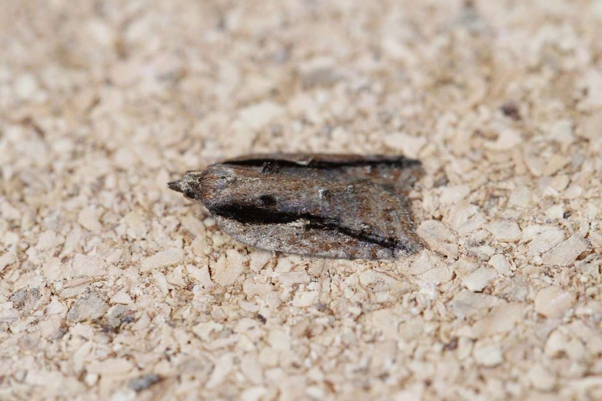 Dark-streaked Button (Acleris umbrana) photographed in Kent by Josh Jones 