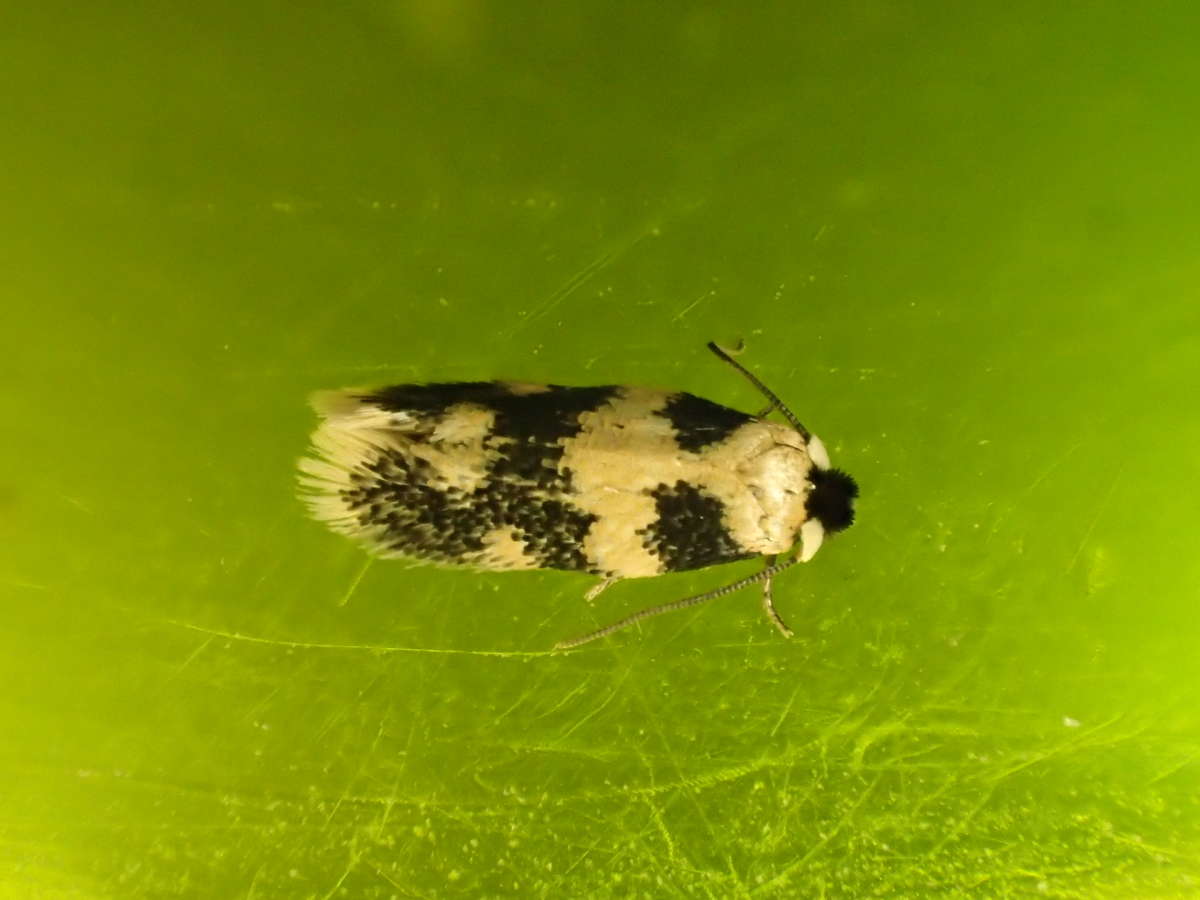 Sycamore-seed Pigmy (Ectoedemia decentella) photographed at Lyminge  by Dave Shenton