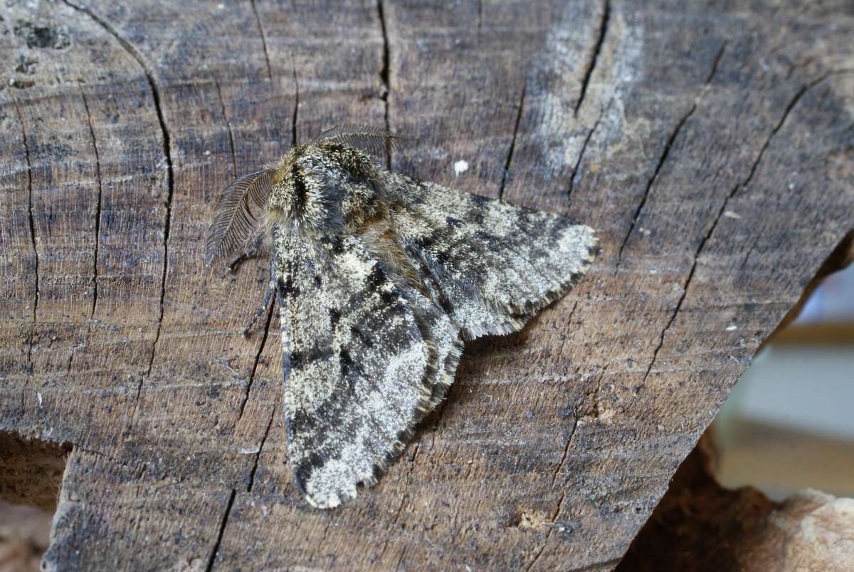 Brindled Beauty (Lycia hirtaria) photographed at Aylesham  by Dave Shenton 