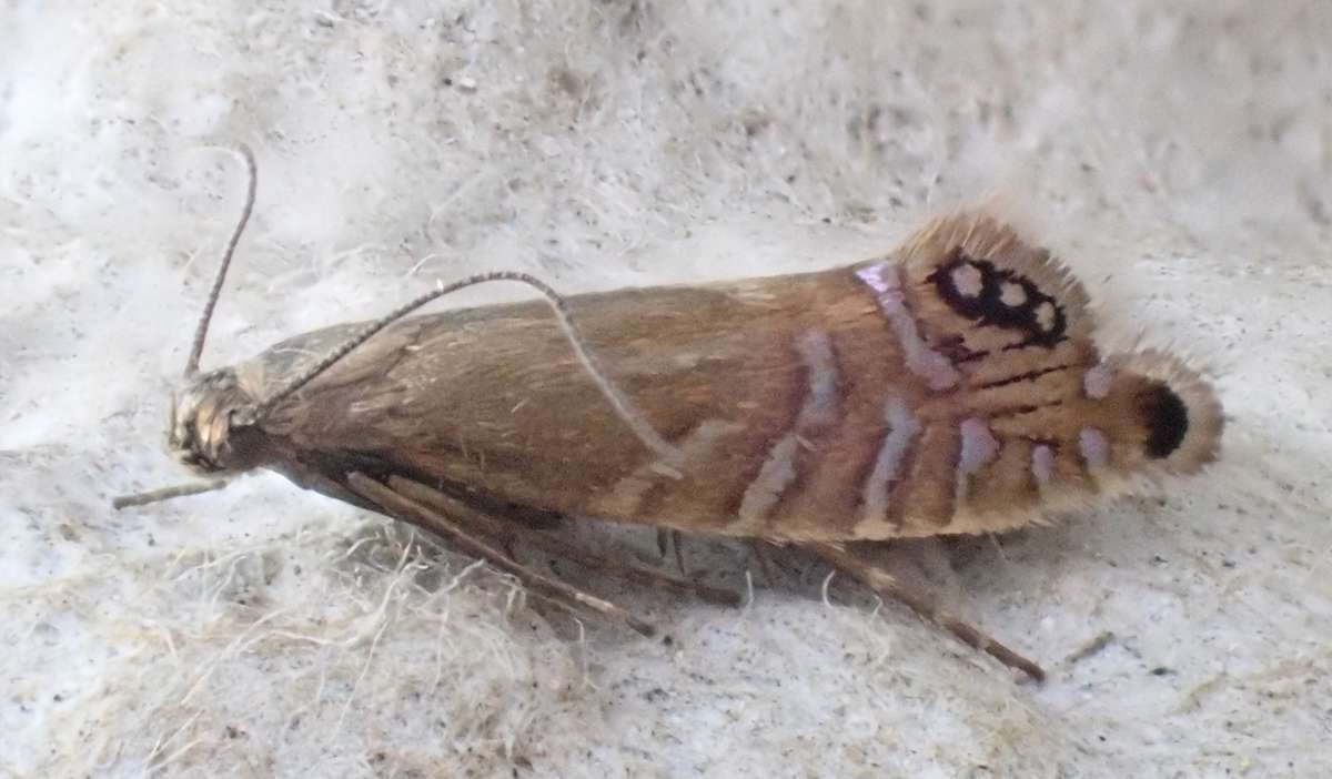 Speckled Fanner (Glyphipterix thrasonella) photographed in Kent by Andrew Stanger 