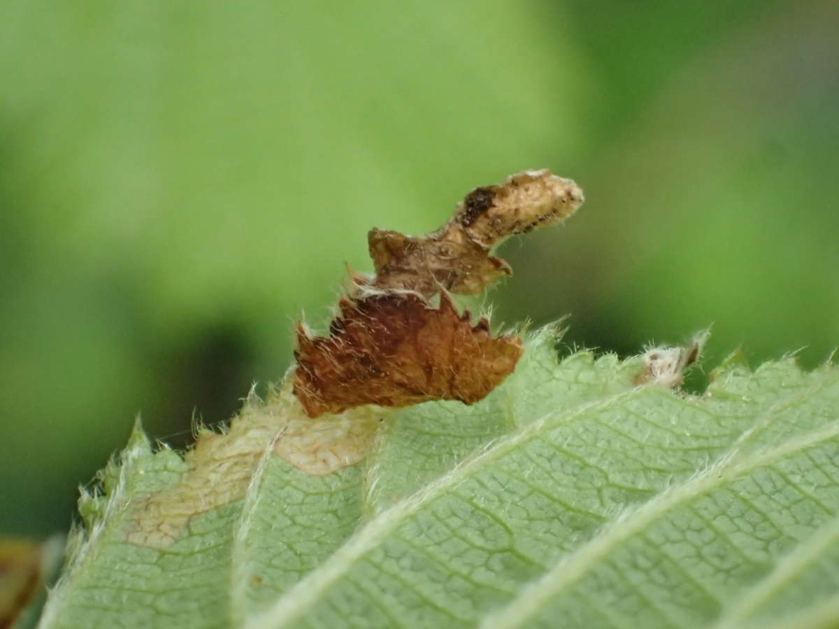 Grey Alder Case-bearer (Coleophora binderella) photographed at Aylesham  by Dave Shenton 