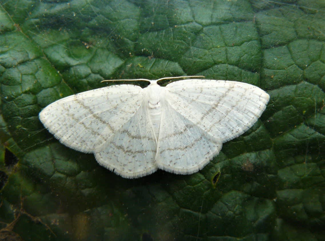 Common White Wave (Cabera pusaria) photographed at Grain by Fred Butcher