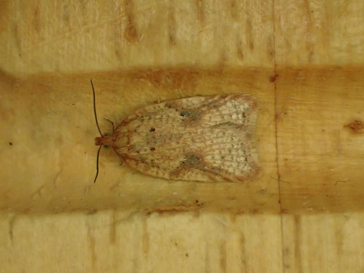 Rusty Oak Button (Acleris ferrugana) photographed at Park Wood, Chilham by Dave Shenton 