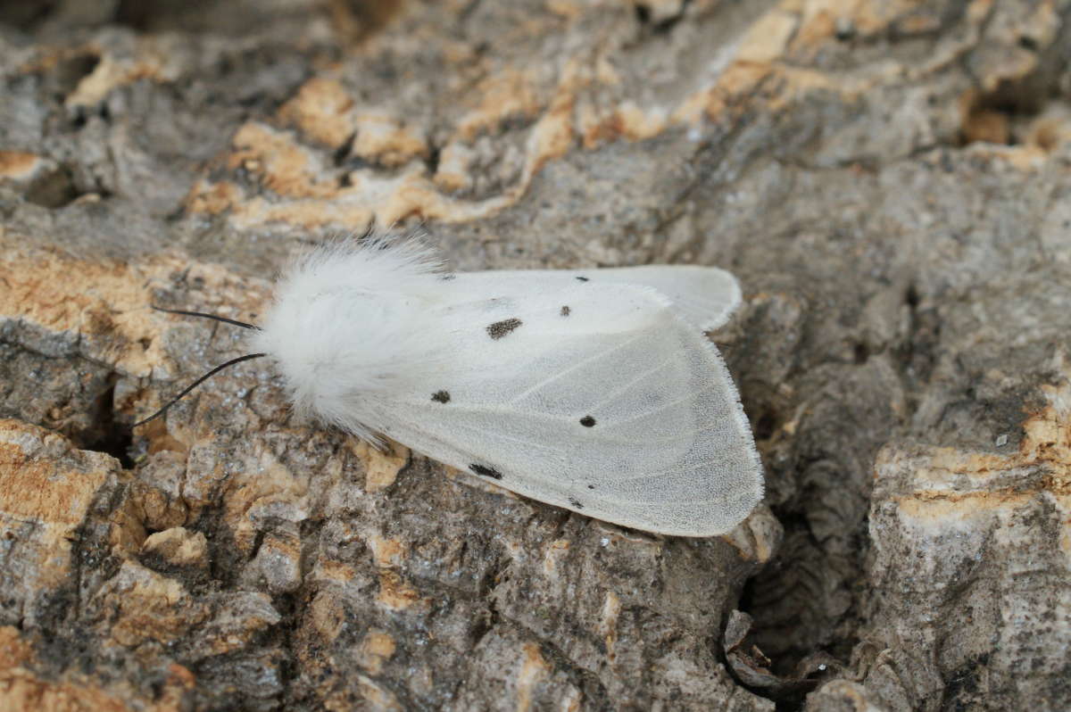 Muslin Moth (Diaphora mendica) photographed at Aylesham  by Dave Shenton