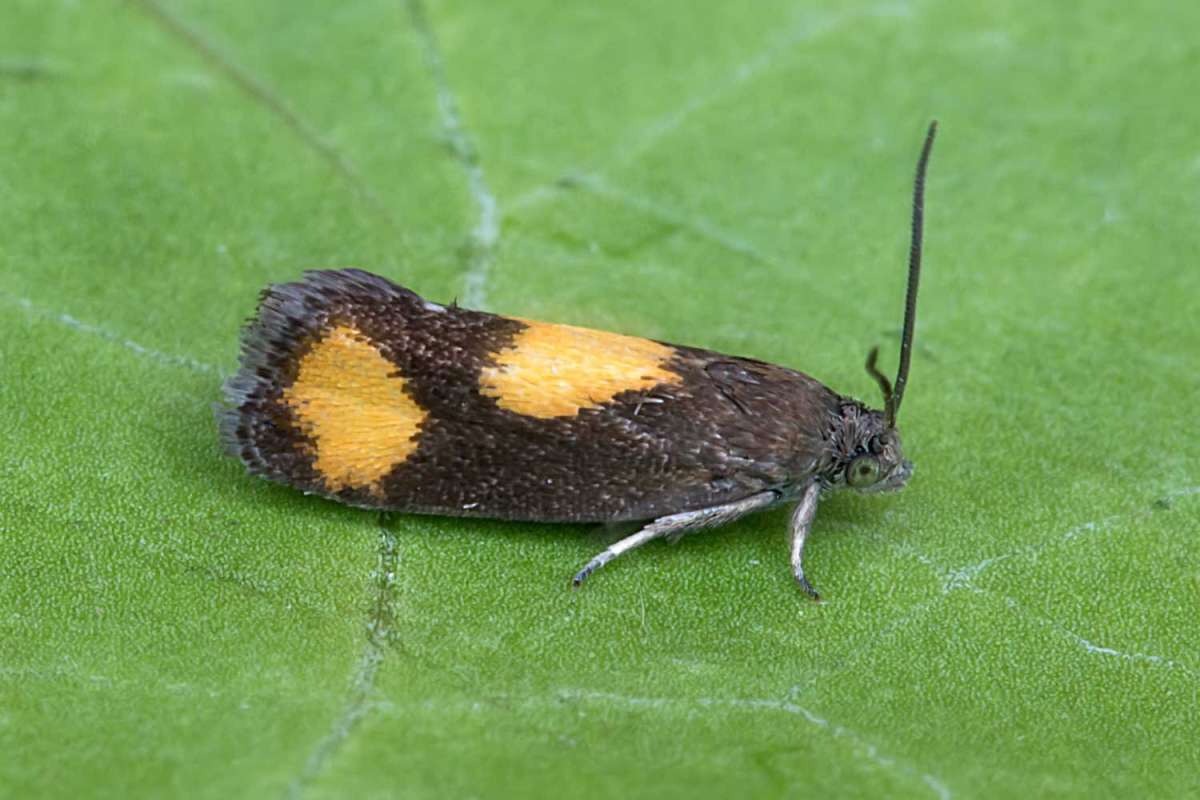 Orange-spot Piercer (Pammene aurana) photographed in Kent by Peter Maton