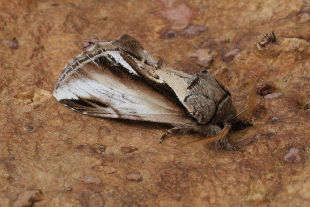 Lesser Swallow Prominent (Pheosia gnoma) photographed in Kent by Dave Shenton 