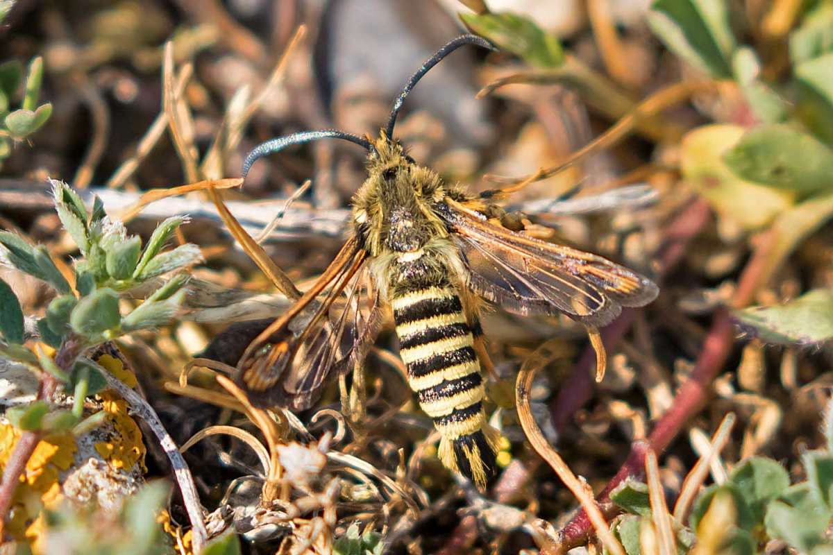 Six-belted Clearwing (Bembecia ichneumoniformis) photographed at Dungeness  by Peter Maton