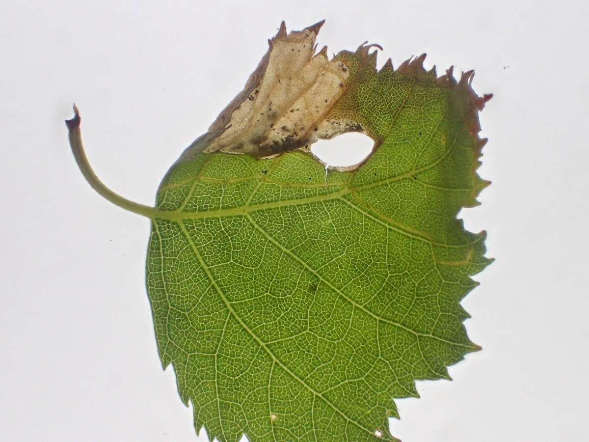 Striped Leaf-cutter (Phylloporia bistrigella) photographed at Packing Wood by Dave Shenton 