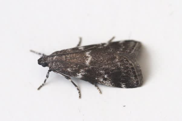 Dark Spruce Knot-horn (Assara terebrella) photographed in Kent by Josh Jones