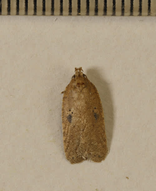 Ruddy Flat-body (Agonopterix subpropinquella) photographed in Kent by Steve Cutt