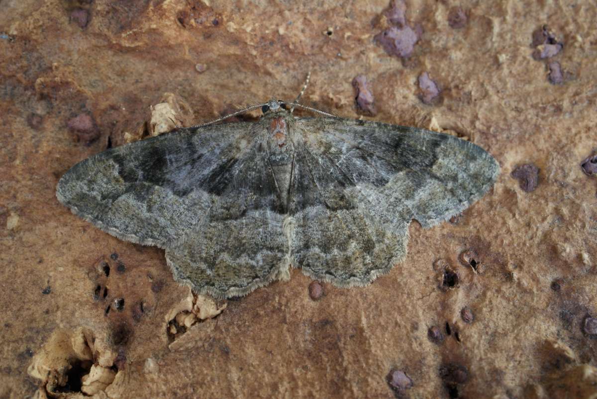 Mottled Beauty (Alcis repandata) photographed at Telegraph Farm by Dave Shenton 