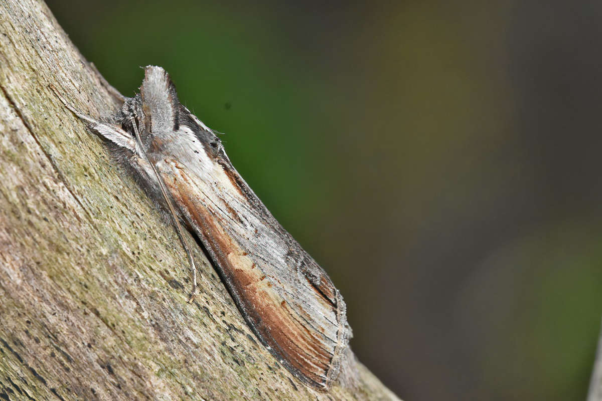 Star-wort (Cucullia asteris) photographed in Kent by Bob Gomes