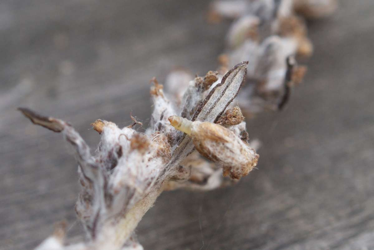 Mugwort Case-bearer (Coleophora artemisicolella) photographed at Aylesham  by Dave Shenton 