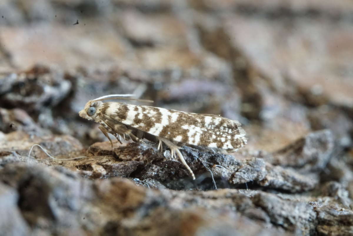 Common Spruce Bell (Epinotia tedella) photographed at Kings Wood by Dave Shenton